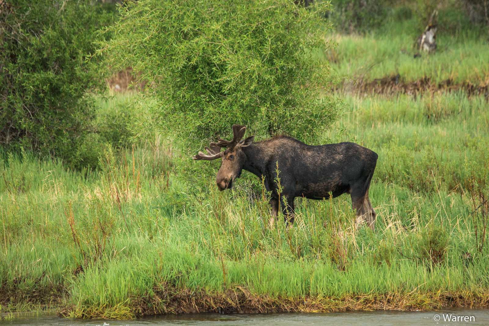 一头带角的麋鹿站在高草和柳树边，身体侧向画面左侧